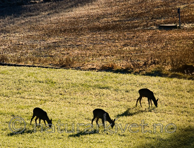 BB 06 0118 / Capreolus capreolus / Rådyr
